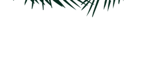 ti-bio-habillage-palm-rhum-2