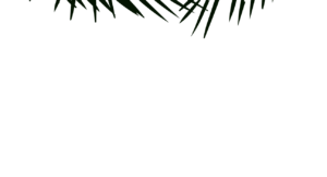 ti-bio-habillage-palm-rhum-dark