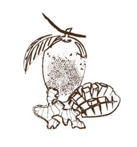 tibio-les-arranges-mangue-gingembre